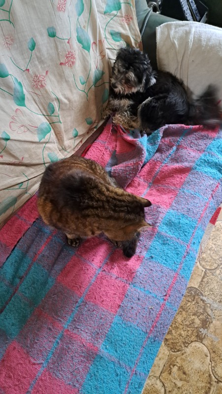 nyssen uploaded   1 year/s ago