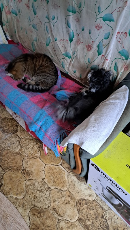 nyssen uploaded   1 year/s ago