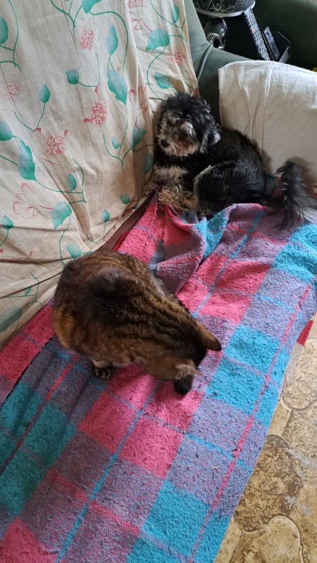 nyssen uploaded   1 year/s ago