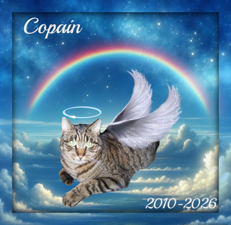 Copain of the nyssen family