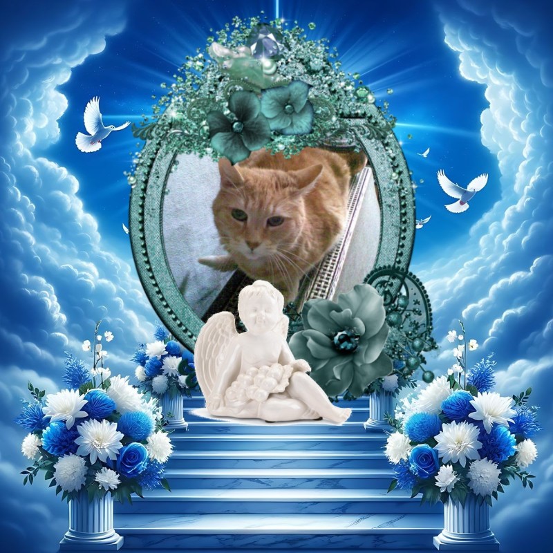 Bijou of the nyssen family