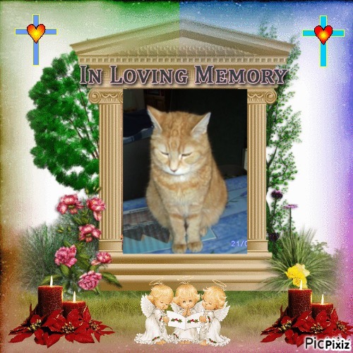 Bijou of the nyssen family