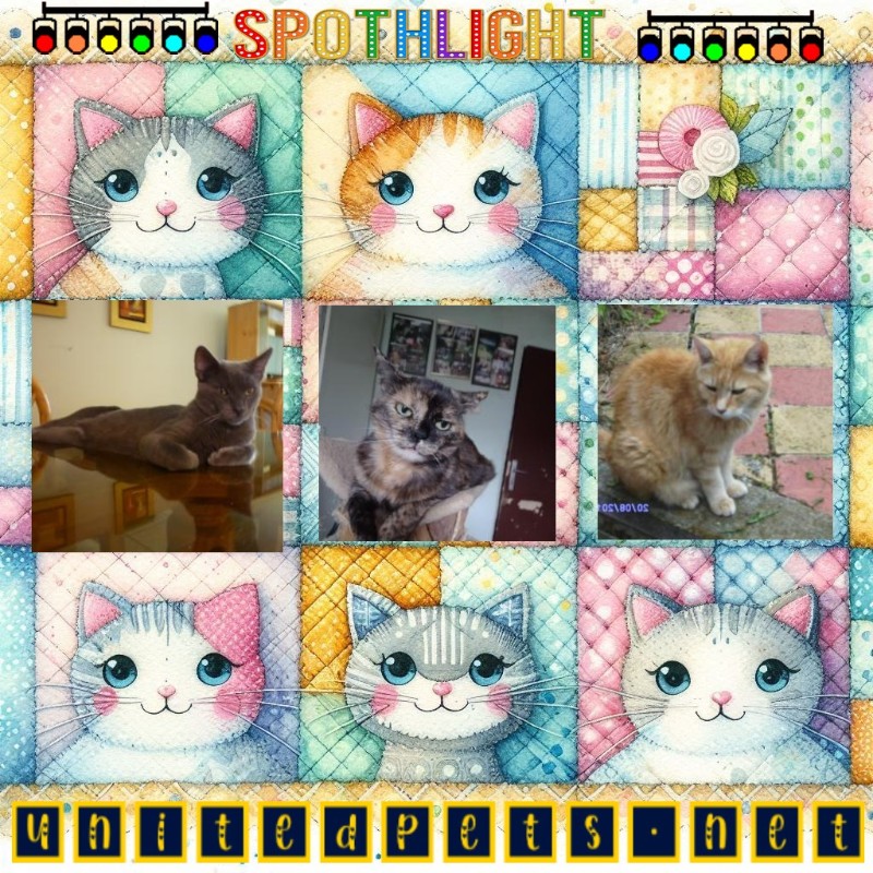 Bijou of the nyssen family