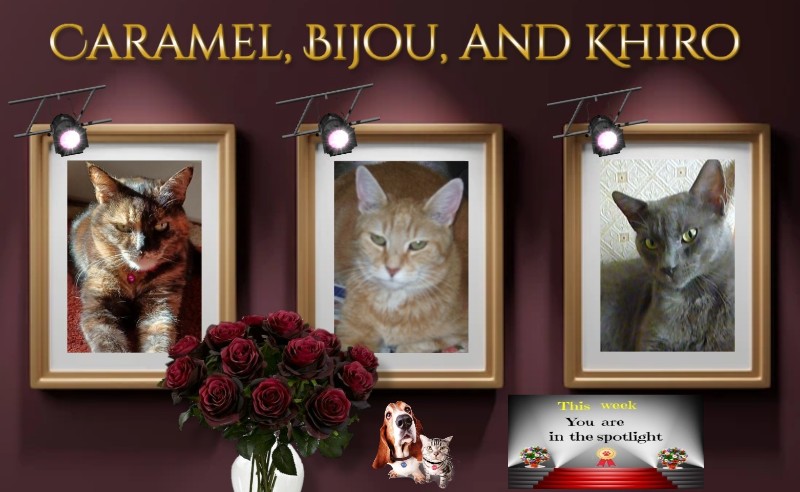 Bijou of the nyssen family