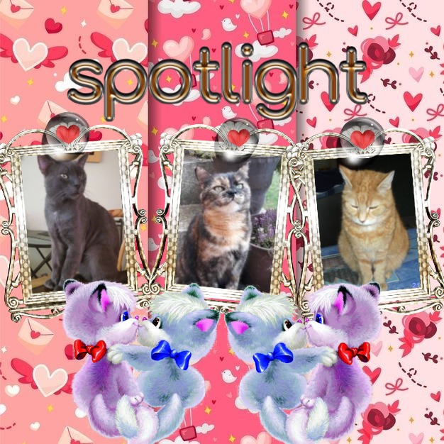 Bijou of the nyssen family