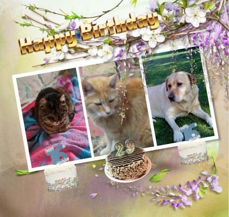 Bijou of the nyssen family