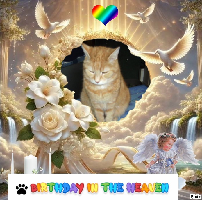 Bijou of the nyssen family