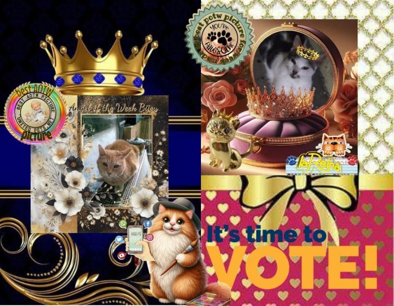 Bijou of the nyssen family