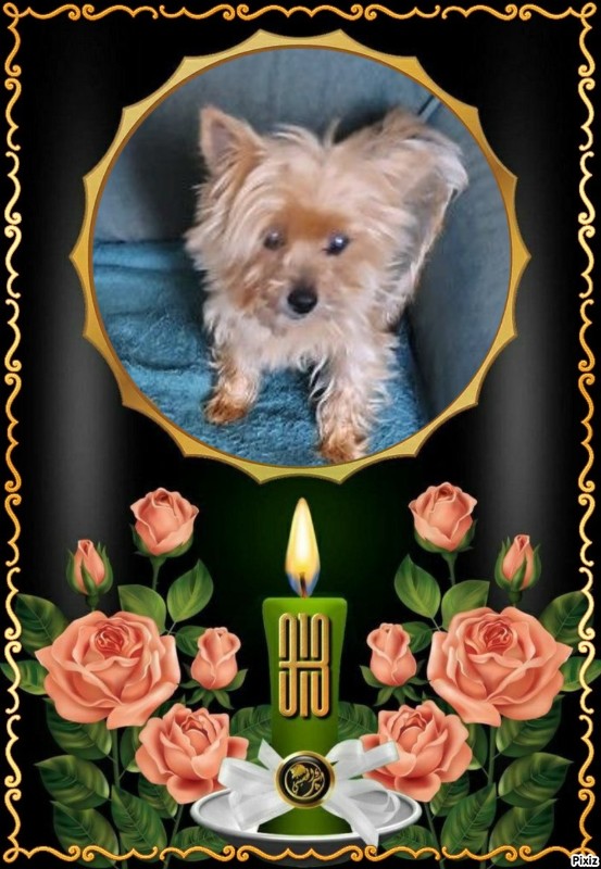 Wendy of the nyssen family