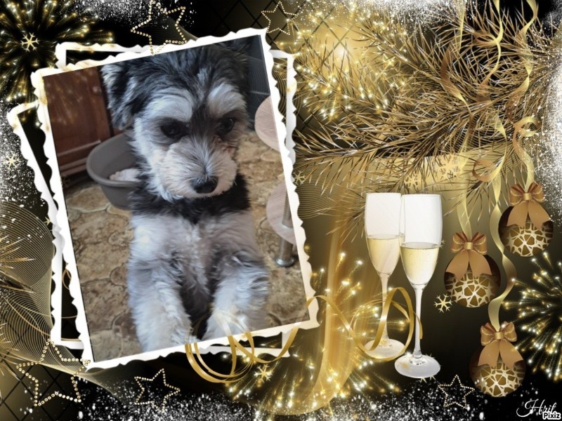 Vénus of the nyssen family