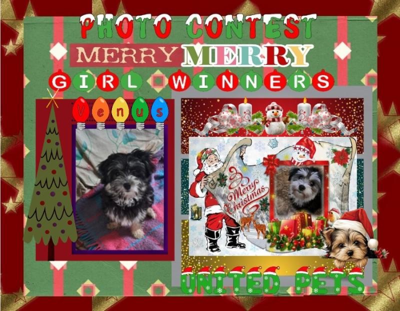 Vénus of the nyssen family