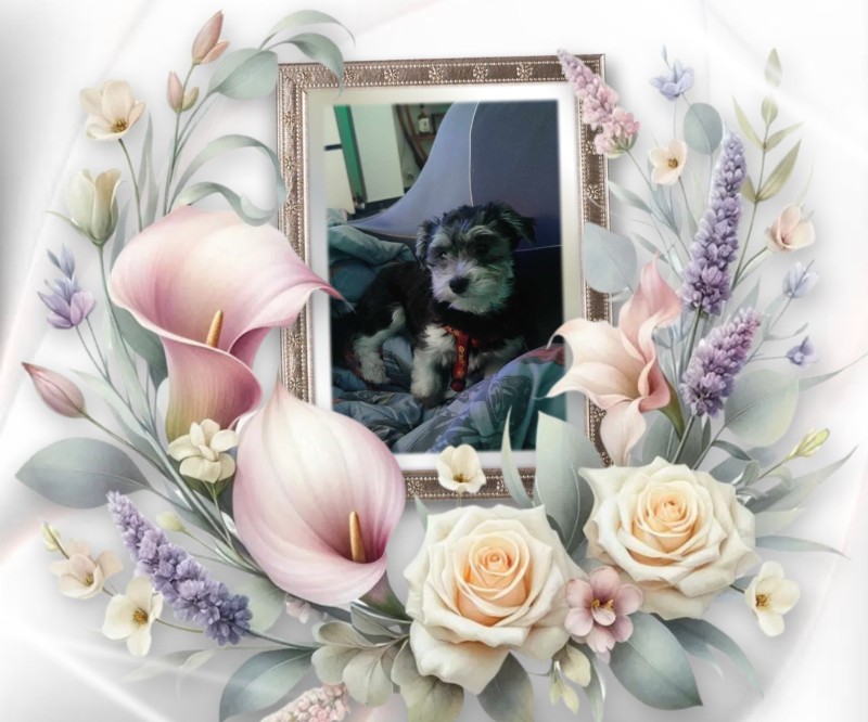 nyssen uploaded   46  day/s  ago