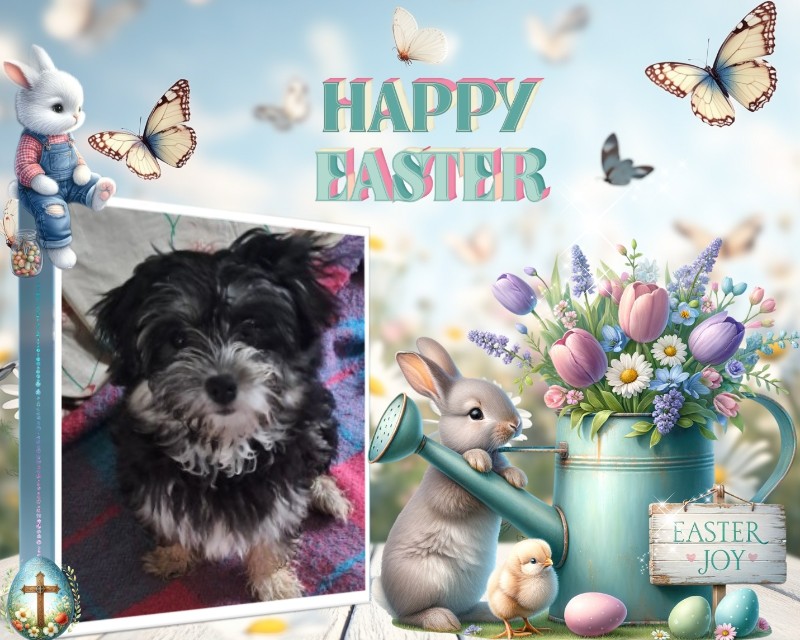 Vénus of the nyssen family