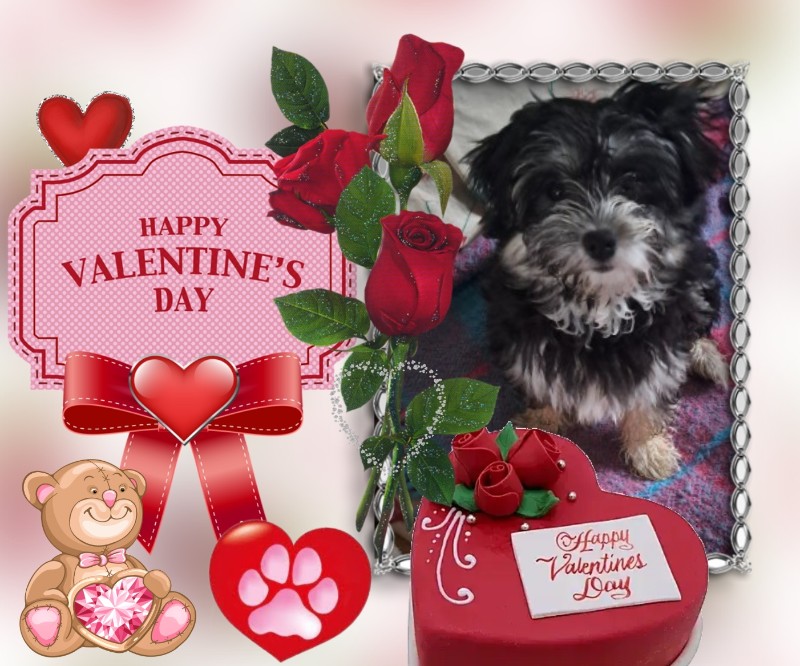 Vénus of the nyssen family