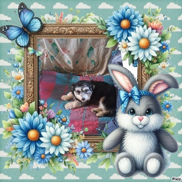 Vénus of the nyssen family