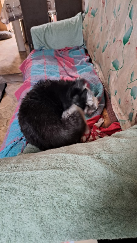 nyssen uploaded   318  day/s  ago