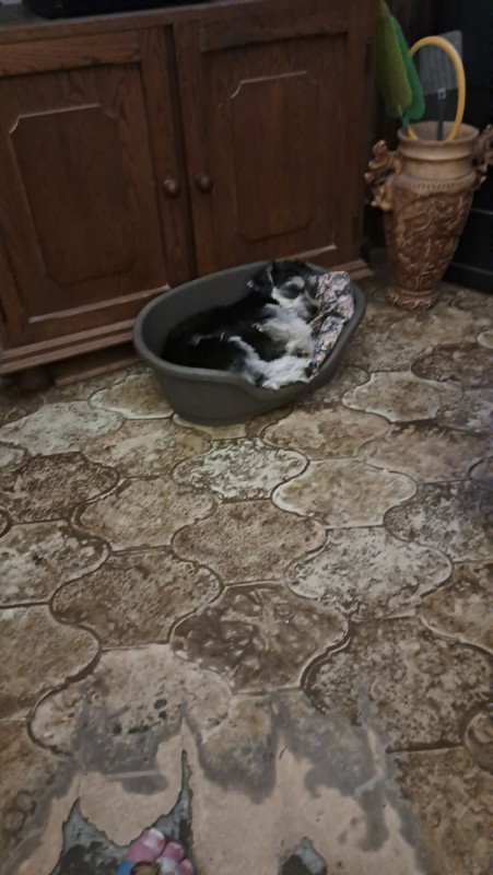 nyssen uploaded   1 year/s ago