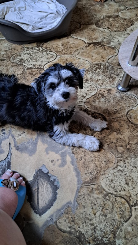 nyssen uploaded   1 year/s ago