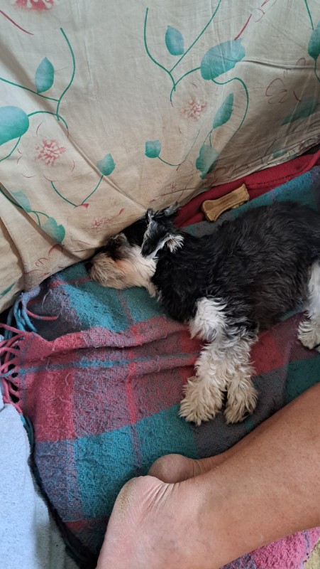 nyssen uploaded   304  day/s  ago