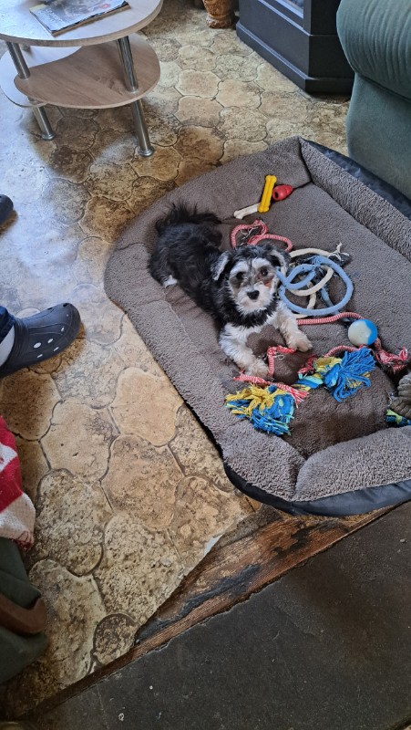 nyssen uploaded   1 year/s ago