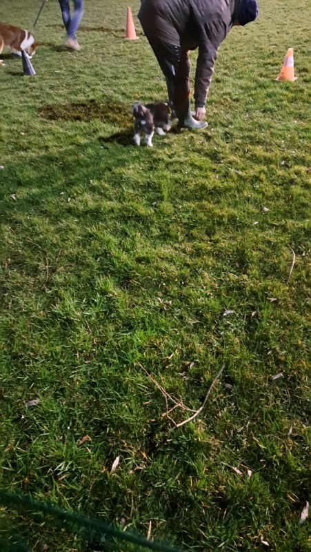 nyssen uploaded   1 year/s ago