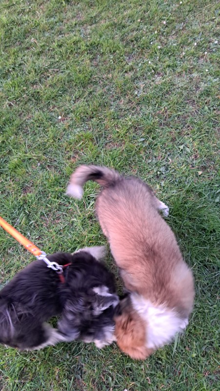 nyssen uploaded   1 year/s ago