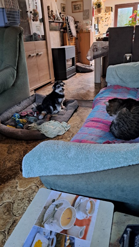 Vénus of the nyssen family