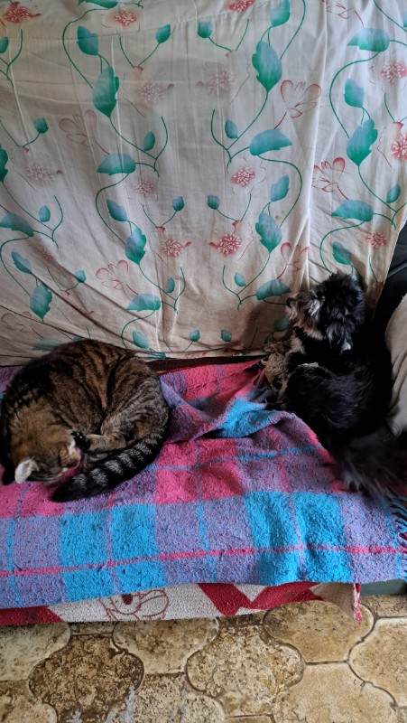 nyssen uploaded   1 year/s ago