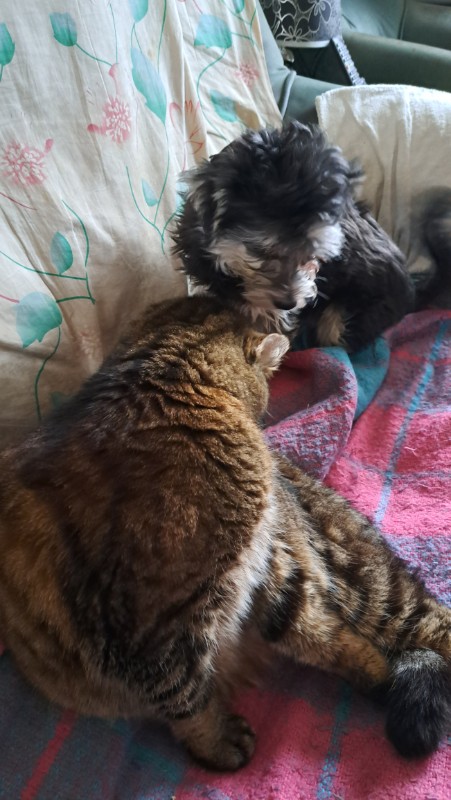 nyssen uploaded   1 year/s ago