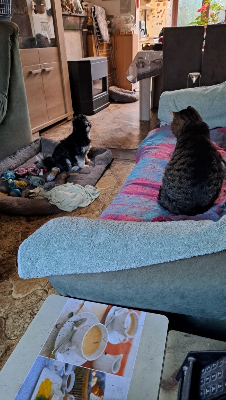 Vénus of the nyssen family