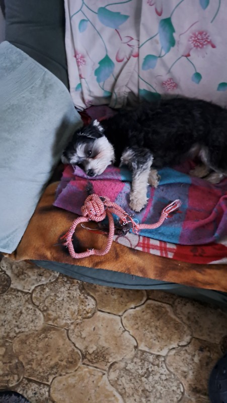 nyssen uploaded   145  day/s  ago