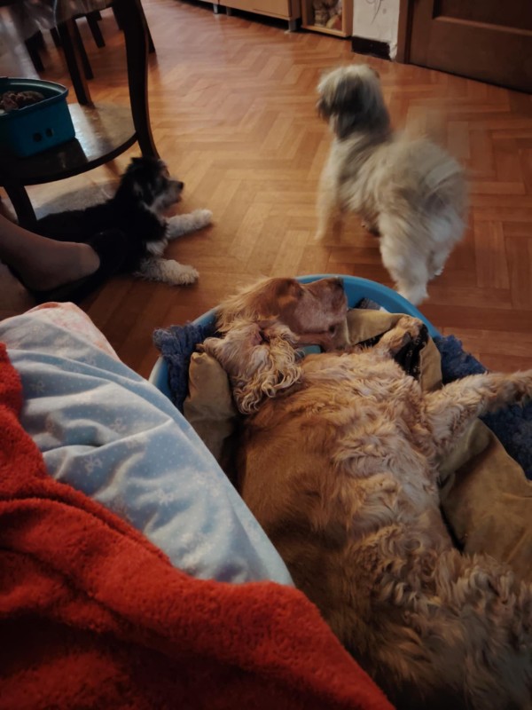 nyssen uploaded   272  day/s  ago