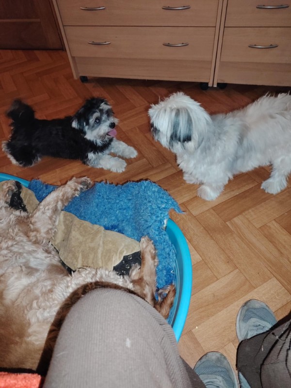 nyssen uploaded   272  day/s  ago