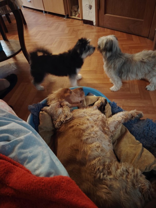 nyssen uploaded   272  day/s  ago