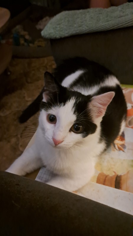Fripouille of the nyssen family