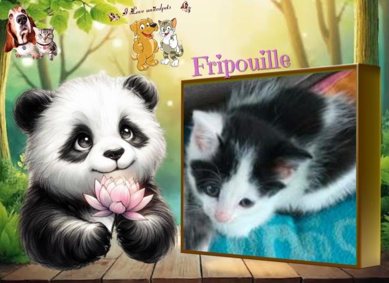 Fripouille of the nyssen family
