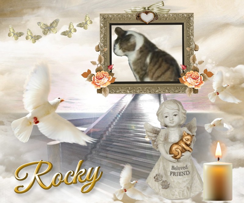 Rocky of the nyssen family