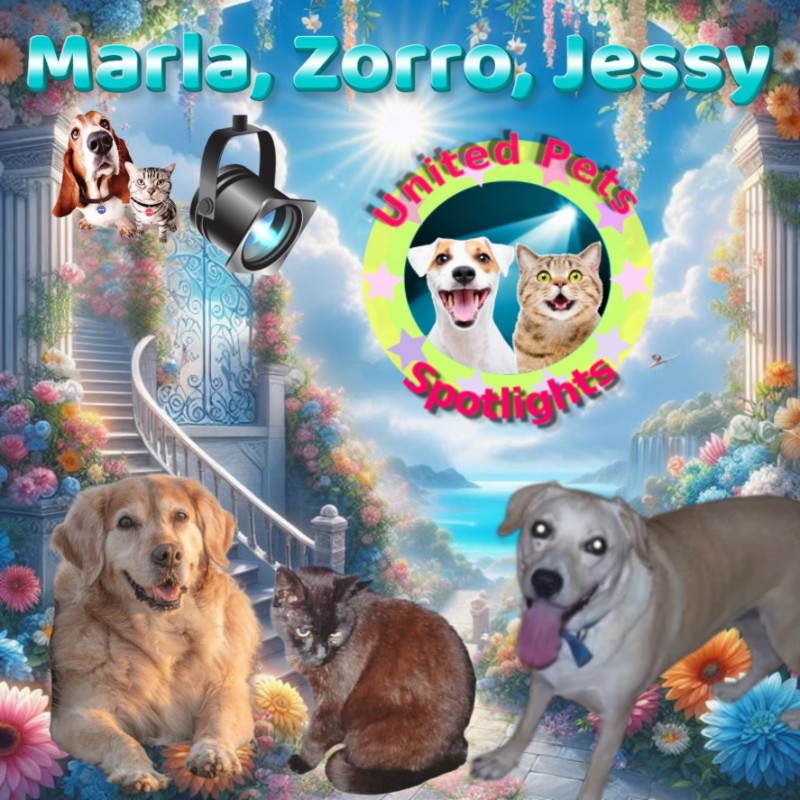 Zorro of the nyssen family