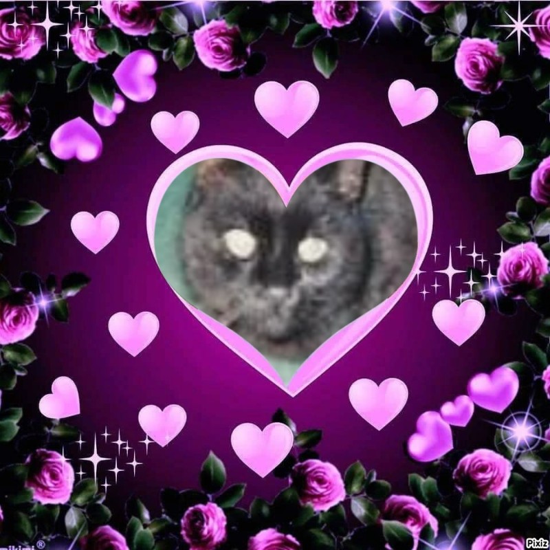 Zorro of the nyssen family