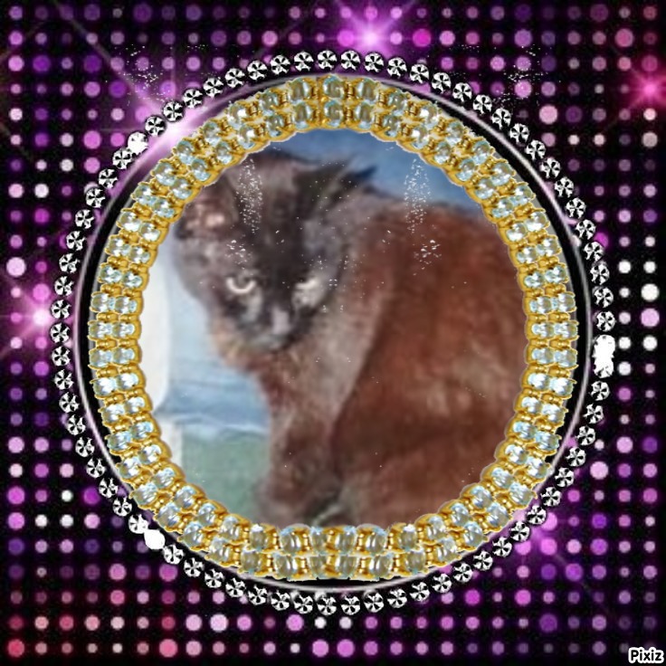 Zorro of the nyssen family