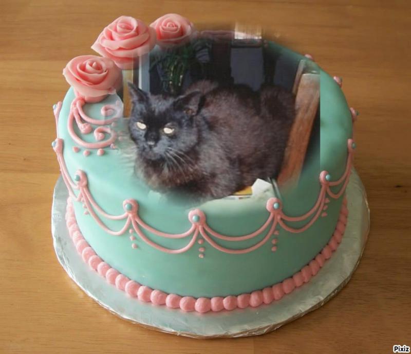 Zorro of the nyssen family