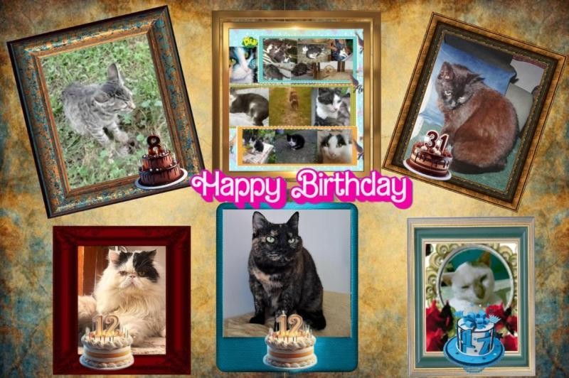 Zorro of the nyssen family