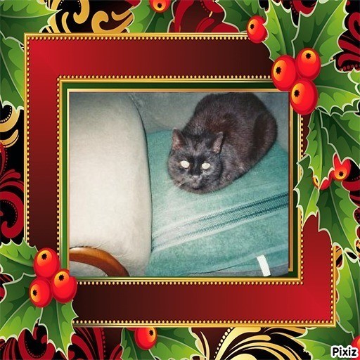 Zorro of the nyssen family