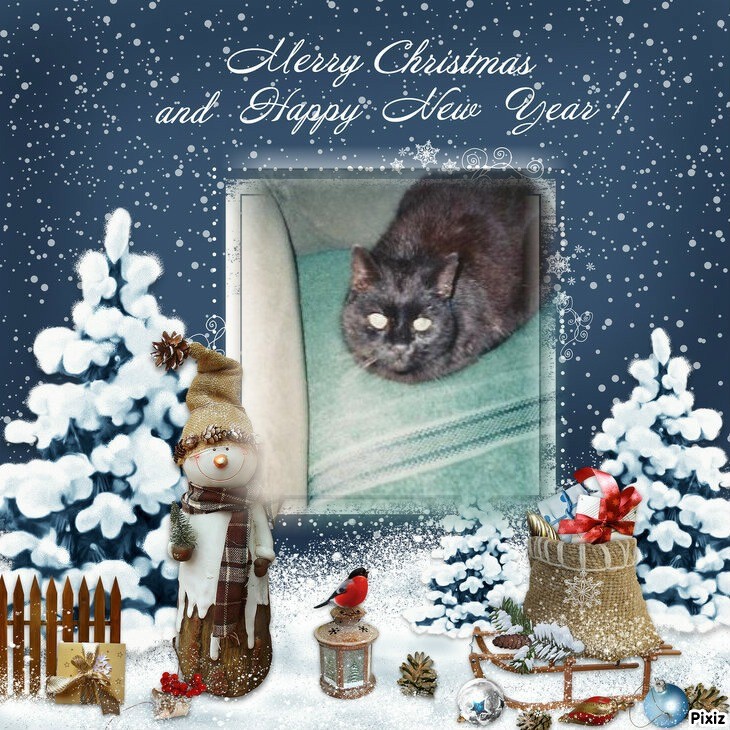 Zorro of the nyssen family