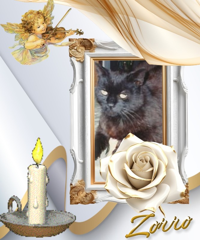 Zorro of the nyssen family