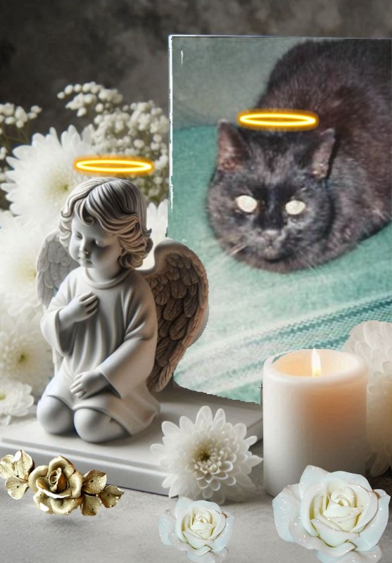 Zorro of the nyssen family