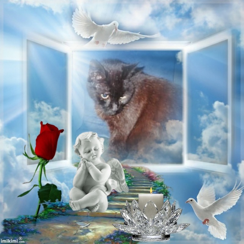 Zorro of the nyssen family