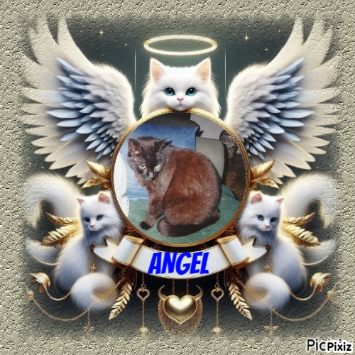 Zorro of the nyssen family