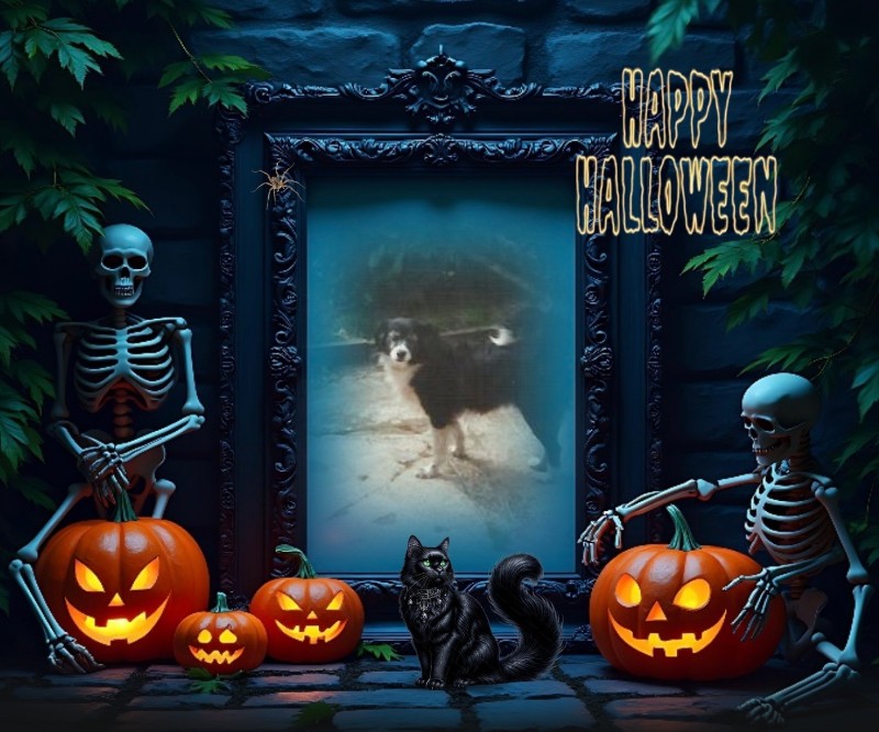 Freezia of the nyssen family