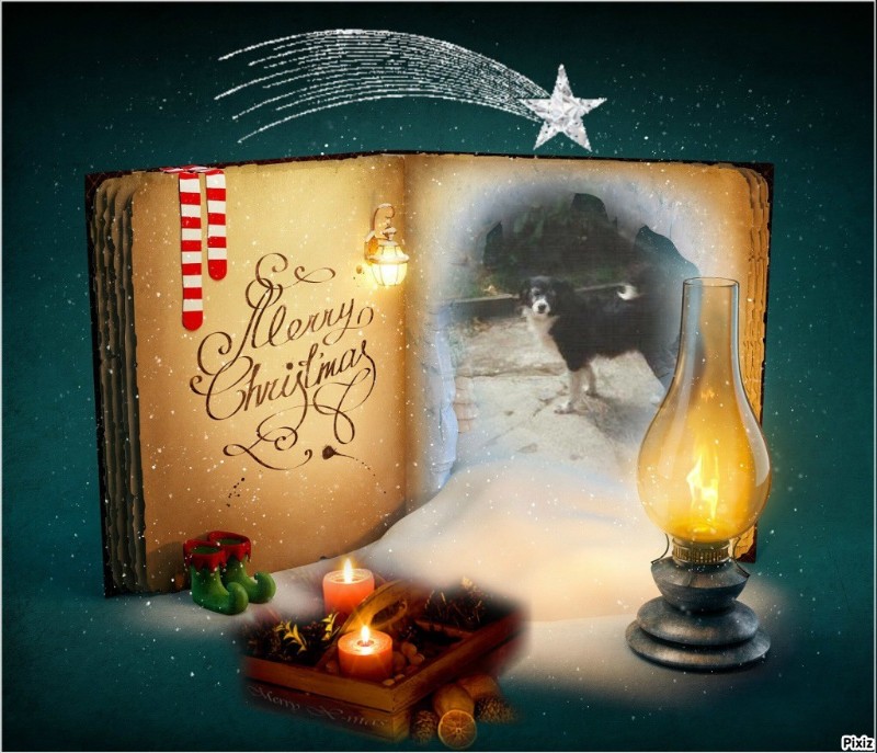 Freezia of the nyssen family